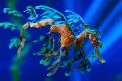 Seahorse (seahorse Thorny) Seahorse
