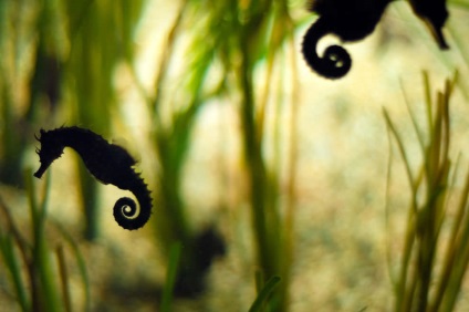 cal mare (ac mare) Seahorse