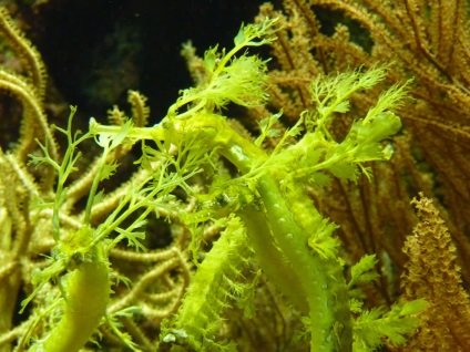 Seahorse (dragon mare) Seahorse