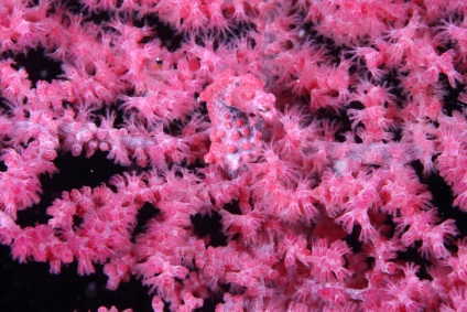 cal mare (ac mare) Seahorse