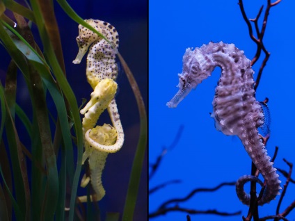 morsă (camuflaj patinele de master) Seahorse
