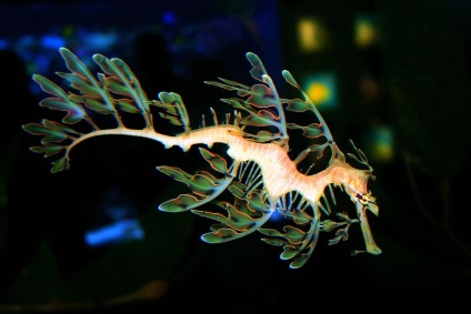 Seahorse (seahorse Thorny) Seahorse
