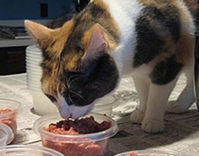 Pot hrăni sfaturi pisica carne crudă de acasă, pisica și pisica (carne) Pot hrăni sfaturi de acasă pisica carne crudă, pisica și pisica