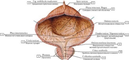 inamic Cum rostopască de adenom de prostată (adenom) Cum rostopască dusman al HBP