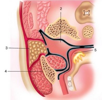 Cum rostopască dușman al HBP (prostata) Cum rostopască dusman al HBP