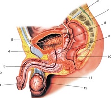 Cum rostopască dușman al HBP (prostata) Cum rostopască dusman al HBP