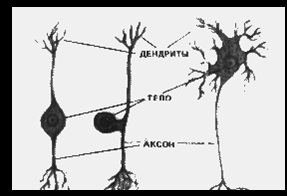Sistemul nervos - biologie (biologie) Sistemul nervos - Biologie