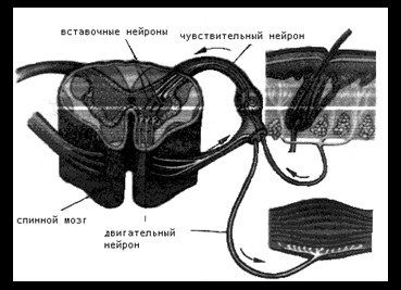 Sistemul nervos - biologie (nervos) Sistemul nervos - Biologie