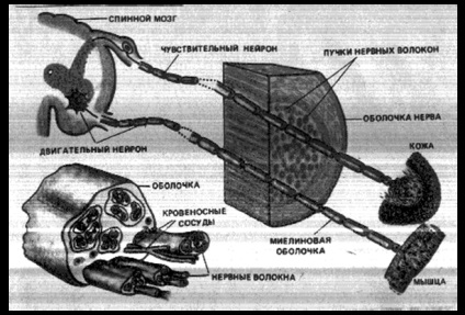 Sistemul nervos - biologie (control) Sistemul nervos - Biologie