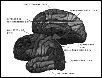 Sistemul nervos - biologie (cortexul cerebral) Sistemul nervos - Biologie