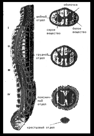 Sistemul nervos - biologie (curs) Sistemul nervos - Biologie