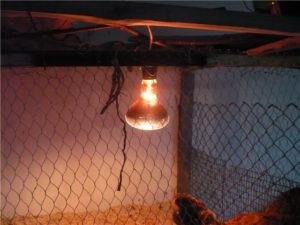 Încălzire în coteț de păsări de iarnă lămpilor cu infraroșu și normele de aplicare a acestora (cooperare de pui) Încălzire în coteț de păsări de iarnă lămpilor cu infraroșu și normele de aplicare a acestora