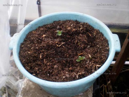 răsad de cartofi foarte devreme de la grădină și grădină (grădina de legume) mea răsad de cartofi foarte devreme de la gradina si livada mea