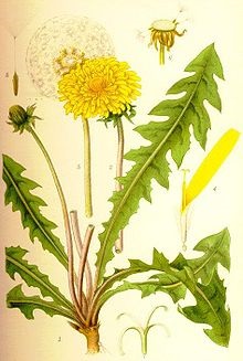 Papadie - Aceasta (1000 specii de temperat rece) Dandelion - Acest