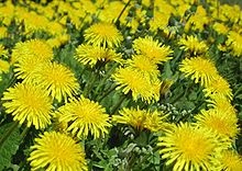 Papadia - l (de locuințe de-a lungul saboți de drum) Dandelion - Acest