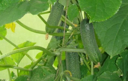 Castravetele chefal descriere f1, avantaje, tehnologia de cultivare, îngrijire, semințe, comentarii, fotografii, (castravete) Castravetele descriere chefal f1, avantaje, tehnologia de cultivare, îngrijire, semințe, recenzii, fotografii,