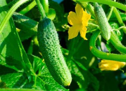 Castraveți roșu chefal f1 comentarii, descrieri și caracteristicile soiului, fotografii ale celor care au plantat - eteplitsa (ocheană) Castraveți roșu chefal f1 comentarii, descrieri și caracteristicile soiului, fotografii ale celor care au plantat - eteplitsa