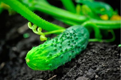 Castraveți roșu chefal f1 comentarii, descrieri și caracteristicile soiului, fotografii ale celor care au plantat - eteplitsa (foto) Castraveți roșu chefal f1 comentarii, descrieri și caracteristicile soiului, fotografii ale celor care au plantat - eteplitsa