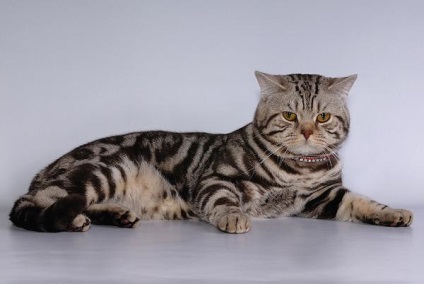 Culori pisici - frații noștri mai mici - toți împreună (culori) Culori pisici - frații noștri mai mici - toți împreună