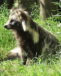pe de vânătoare câine enot (enot) (de vânătoare) pe de vânătoare câine enot (enot)