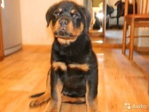 Primul Molt Shar-Pei catelus, catelusul meu (catelus) Primul Molt Shar-Pei catelus, catelusul meu
