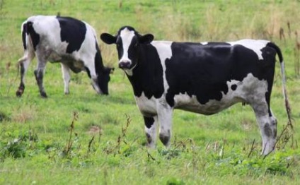 vaci de rasa albă și caracteristicile lor, efectivele de animale (bovine rasa Motley) rasa Motley de vaci și de caracteristicile lor, efectivele de animale