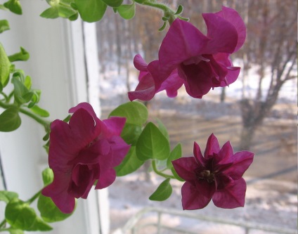 Petunia Petunia de iarnă cum să păstreze iarnă, floare în casă (în petunie iarna) Petunia Petunia de iarnă cum să păstreze iarna, flori in casa