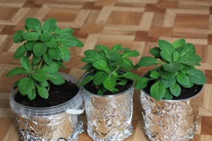 Petunia Petunia de iarnă cum să păstreze iarna, flori in casa (petunie) Petunia Petunia de iarnă cum să păstreze iarna, flori in casa