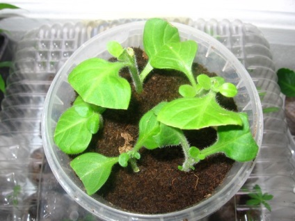 Petunia Petunia de iarnă cum să păstreze iarna, flori in casa (iernare petunii) Petunia Petunia de iarnă cum să păstreze iarna, flori in casa