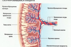 Placentari tratament insuficienta, simptome, cauze si tipuri (pătare vaginale) Placentare tratament insuficienta, simptome, cauze și tipuri