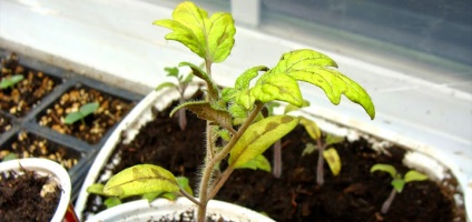De ce răsaduri de tomate crește slab în diferite situații, cum să-l repara (prost) De ce răsaduri de tomate crește slab în diferite situații, cum să-l stabilească