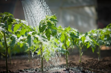 De ce răsaduri de tomate crește slab în diferite situații, cum să-l repara (prost) De ce răsaduri de tomate crește slab în diferite situații, cum să-l stabilească