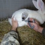 De ce iepure urină roșu și alte boli periculoase, simptome și tratament (urină) De ce iepure urină roșu și alte boli periculoase, simptome și tratament