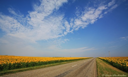 Floarea-soarelui - un pic de soare! (Dezvăluie întotdeauna aspectul) Floarea-soarelui - un pic de soare!