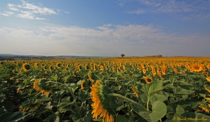 Floarea-soarelui - un pic de soare! (Mulțumiri întotdeauna divulgate) Floarea-soarelui - un pic de soare!