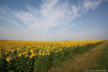 Floarea-soarelui - un pic de soare! (Dezvăluie întotdeauna aspectul) Floarea-soarelui - un pic de soare!