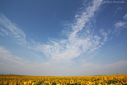 Floarea-soarelui - un pic de soare! (Divulgate întotdeauna apare în mod continuu) Floarea-soarelui - un pic de soare!