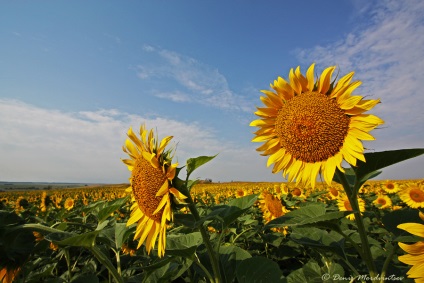 Floarea-soarelui - un pic de soare! (Dezvăluie întotdeauna aspectul) Floarea-soarelui - un pic de soare!