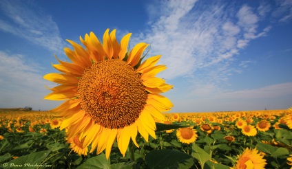Floarea-soarelui - un pic de soare! (Sun) Floarea-soarelui - un pic de soare!