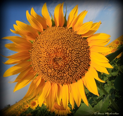 Floarea-soarelui - un pic de soare! (Sun) Floarea-soarelui - un pic de soare!