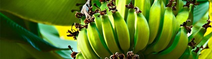 Utilizați banane și daune, impactul asupra corpului feminin (feminin) Avantaje și prejudicii de banane, impactul asupra corpului feminin