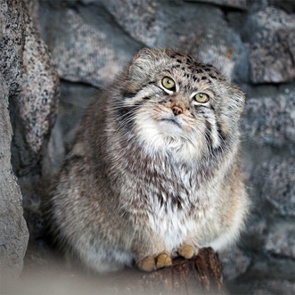 Rasa „Manul“ pisici cu fotografii și descrieri (pisici) Cat rasa „Manul“, cu fotografii și descrieri