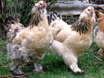 pui rasa Lohmonogaya (pui earflaps căciulă rusească lohmonogie) Rasa pui lohmonogaya earflaps