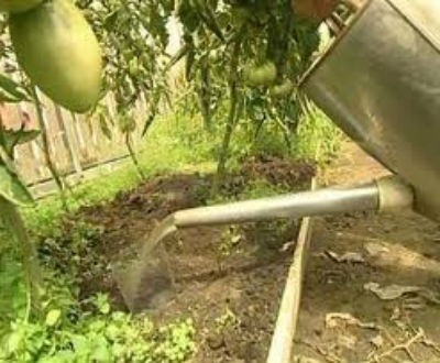 udare adecvata de tomate în seră (seră) udare adecvată a roșiilor în seră