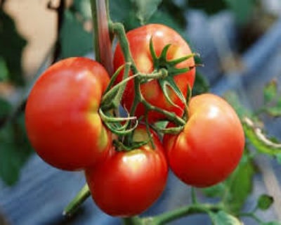 udare adecvata de tomate în seră (udare) udare adecvată a roșiilor în seră