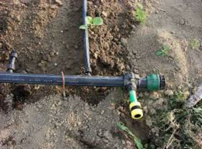 tomate irigare corespunzătoare într-o seră (frecvența cantității de udare) udare adecvată a roșiilor în seră