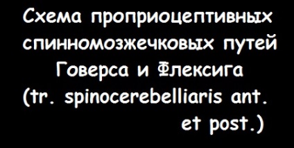 sensibilitatea proprioceptivă (senzație) sensibilitatea proprioceptive