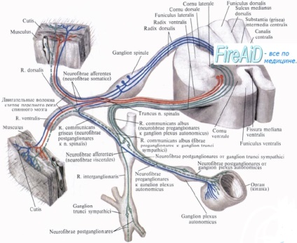 sensibilitatea proprioceptivă (senzație) sensibilitatea proprioceptive