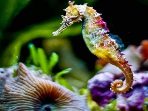 Rare acvariu de apă sărată vizita - Seahorse și meduze (rar) Rare acvariu de apă sărată vizita - Seahorse și meduze