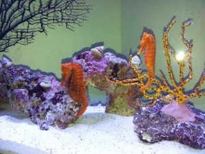 Vizita Rare Marine Aquarium - meduze și cal (cal) Rare acvariu de apă sărată vizita - Seahorse și meduze